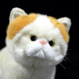 Exotic Persian Cat Doll Plush Toy - Weriion