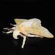 Stuffed Animal Doll Moth Plush Toy - Weriion